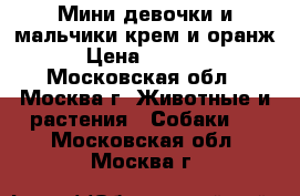 Мини девочки и мальчики крем.и оранж  › Цена ­ 20 000 - Московская обл., Москва г. Животные и растения » Собаки   . Московская обл.,Москва г.